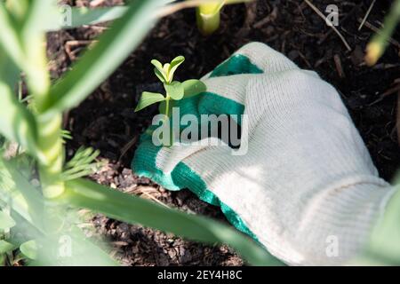 Mano della donna in un guanto da giardino bianco che tira le erbacce. Giardinaggio, concetto di controllo delle erbacce. Foto Stock