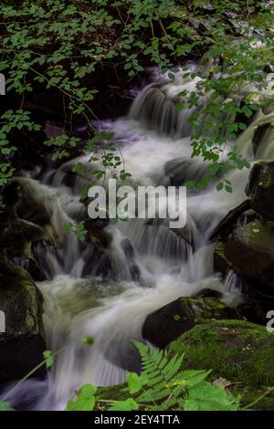 Riserva naturale di Healey Dell - riserva naturale a Whitworth , Lancashire a nord di Rochdale. Foto Stock