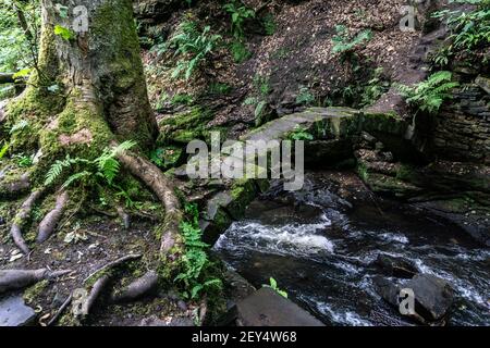 Riserva naturale di Healey Dell - riserva naturale a Whitworth , Lancashire a nord di Rochdale. Foto Stock