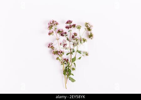 Sprig di fiori e foglie di origano su sfondo bianco. Vista dall'alto, disposizione piatta. Marjoram in fiore Foto Stock