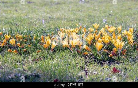 Fiori di croco gialli che segnalano la primavera iniziale in febbraio Foto Stock