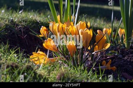 Fiori di croco gialli che segnalano la primavera iniziale in febbraio Foto Stock