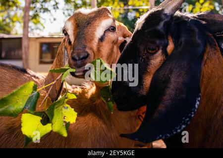 cabra anglo nubian an granja cordoba argentina 2021 Foto Stock