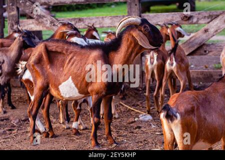 cabra anglo nubian an granja cordoba argentina 2021 Stock Photo