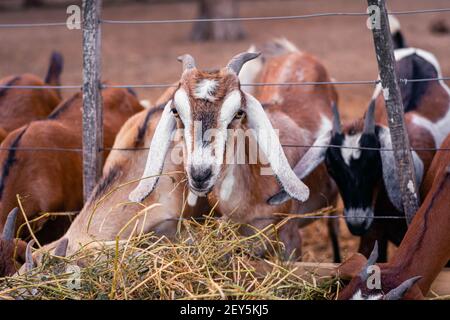 cabra anglo nubian an granja cordoba argentina 2021 Stock Photo