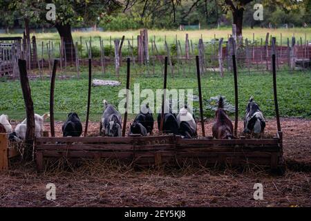 cabra anglo nubian an granja cordoba argentina 2021 Foto Stock