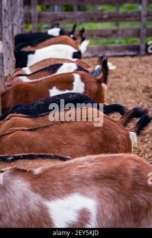 cabra anglo nubian an granja cordoba argentina 2021 Foto Stock