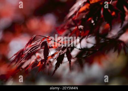 Primo piano di rami di acero rosso e foglie in primavera Foto Stock