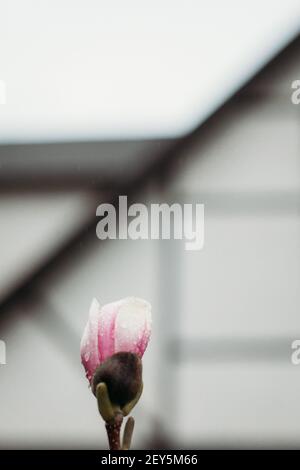 Magnolia gemma su un albero fiorente in primavera con un casa bianca Foto Stock