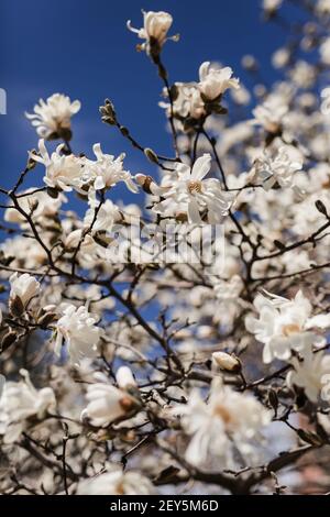 Stella bianca magnolia fiori su un albero contro un blu cielo in primavera Foto Stock