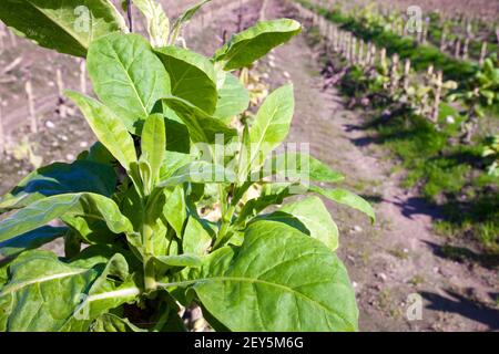 Piante di tabacco che coltivano nei campi di la vera, Caceres, Extremadura, Foto Stock
