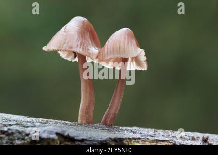 Burgundydrop Bonnet, Mycena haematopus Foto Stock