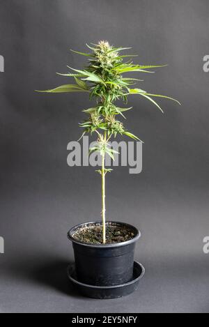 Pianta di cannabis verde su vaso nero con sfondo grigio Foto Stock