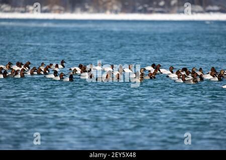 Gregge di anatre di canvasback e di rosshead sull'acqua. Foto Stock