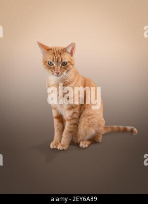gatto tabby marrone con occhi verdi con sfondo marrone Foto Stock