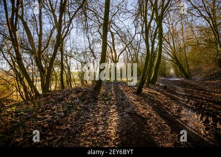 La luce del sole dorata getta forti ombre dagli alberi che costeggiano la Via della Wercress - un vecchio percorso ferroviario - nell'Hampshire, Inghilterra. Foto Stock