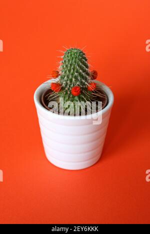 Piccola pianta di cactus in vaso in un vaso bianco isolato sopra sfondo rosso Foto Stock