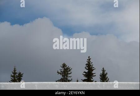 cime di alberi con cielo aperto sullo sfondo con nuvole bianche e soffici nel cielo blu vasto cielo aperto con spazio vuoto per tipo ambiente clima meteo Foto Stock