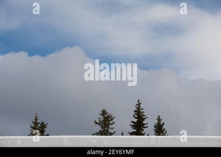 cime di alberi con cielo aperto sullo sfondo con nuvole bianche e soffici nel cielo blu vasto cielo aperto con spazio vuoto per tipo ambiente clima meteo Foto Stock