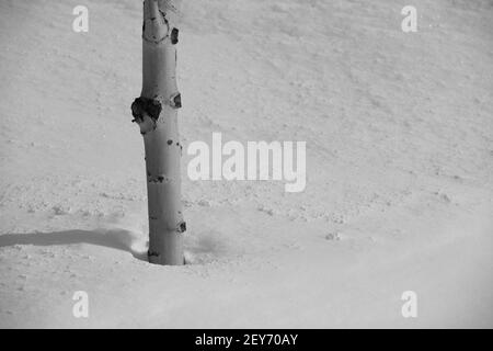 primo piano di tronco di betulla in neve profonda in inverno clima freddo neve fresca caduta spazio vuoto per tipo orizzontale inverno formato sfondo Foto Stock