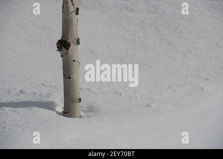 primo piano di tronco di betulla in neve profonda in inverno clima freddo neve fresca caduta spazio vuoto per tipo orizzontale inverno formato sfondo Foto Stock