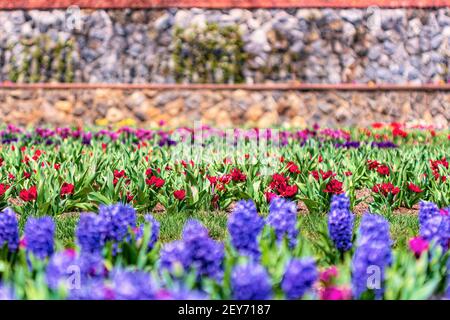 Tulipani (Tulipa) brillano nel sole del pomeriggio nel giardino murato presso la Biltmore Estate ad Asheville, NC, USA Foto Stock