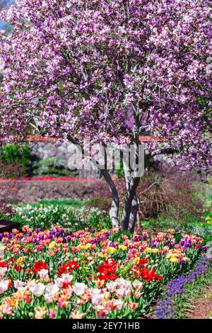 Tulipani (Tulipa) e un albero di ciliegio (Prunus avium) brillano nel sole del pomeriggio nel giardino murato presso la Biltmore Estate ad Asheville, NC, USA Foto Stock