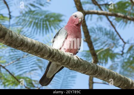 Galah, Eolophus roseicapilla, singolo adulto arroccato su ramo di albero, Queensland, Australia Foto Stock