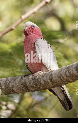 Galah, Eolophus roseicapilla, singolo adulto arroccato su ramo di albero, Queensland, Australia Foto Stock