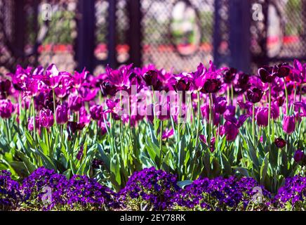 Tulipani (Tulipa) brillano nel sole del pomeriggio nel giardino murato presso la Biltmore Estate ad Asheville, NC, USA Foto Stock