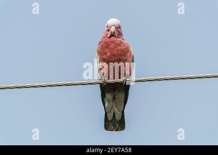 Galah, Eolophus roseicapilla, singolo adulto appollaiato su telegrafo filo, Queensland, Australia Foto Stock