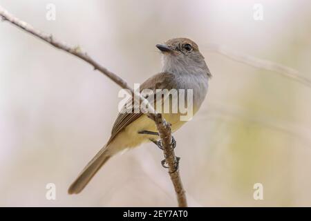 Galapagos flycatcher o grande-macinato flycatcher, Myiarchus magnirostris, singolo uccello arroccato su un ramo, Santa Fe, Isole Galapagos, 12 gennaio 2007 Foto Stock