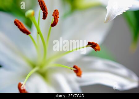 Macro shot di fondo estremo di giglio bianco con polline sulle estremità dello stampo. La bellezza dolce e innocente del giglio simboleggia la purezza Foto Stock