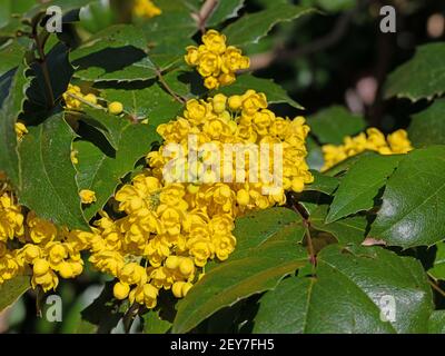 Mahonia fiorito giallo in primavera Foto Stock