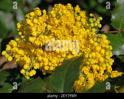 Mahonia fiorito giallo in primavera Foto Stock