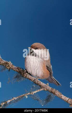 Songbirds; Alaska; Fauna; Uccelli; Cickadee boreale; Foto Stock