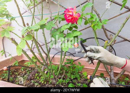 Giardinaggio domestico. Sistema di irrigazione a goccia e gocciolatori in vaso di fiori di rosa Foto Stock