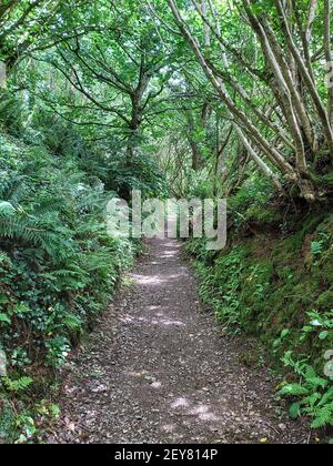 Groviglio di sottobosco lungo un percorso coperto da un albero baldacchino attraverso la foresta Foto Stock