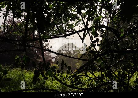 Groviglio di sottobosco lungo un percorso coperto da un albero baldacchino attraverso la foresta Foto Stock