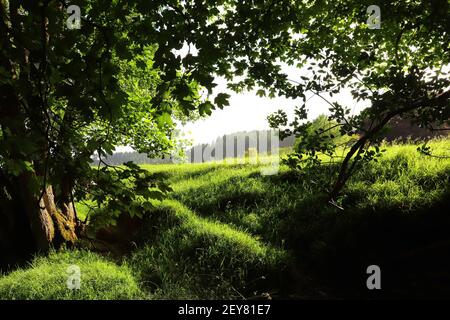 Groviglio di sottobosco lungo un percorso coperto da un albero baldacchino attraverso la foresta Foto Stock