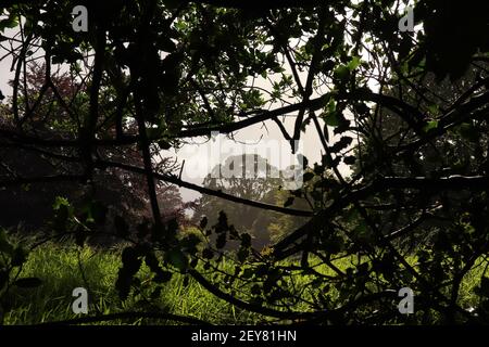 Groviglio di sottobosco lungo un percorso coperto da un albero baldacchino attraverso la foresta Foto Stock