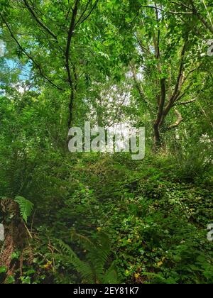 Groviglio di sottobosco lungo un percorso coperto da un albero baldacchino attraverso la foresta Foto Stock