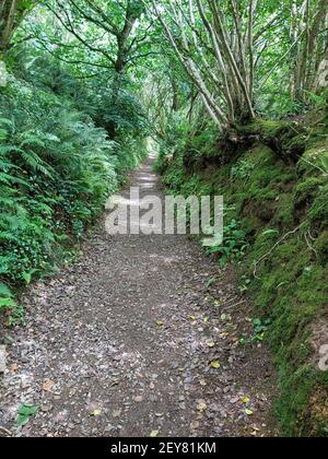 Groviglio di sottobosco lungo un percorso coperto da un albero baldacchino attraverso la foresta Foto Stock