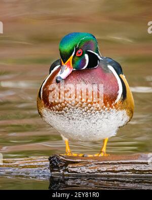 Primo piano di pump maschio anatra legno su log a. Lago giallo a Sammamish nello Stato di Washington Foto Stock