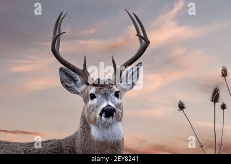 Montana; Fauna; mammiferi; Cervo; Cervo; Cervo di Whitetail; ; Buck Foto Stock
