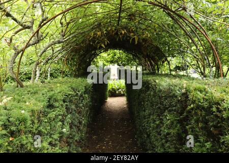 Groviglio di sottobosco lungo un percorso coperto da un albero baldacchino attraverso la foresta Foto Stock