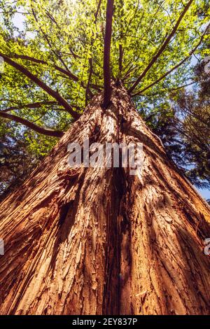 una vasta sequoia ( Metasequoia glyptostroboides) è illuminato da foglie verdi in erba e luce solare dentro Il giardino primaverile della Biltmore Estate ad Asheville Foto Stock