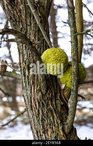 Osage Orange, Maclura pomifera, frutta in inverno nel Michigan centrale, Stati Uniti Foto Stock