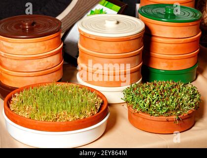 Germogli di grano verde e legumi in contenitori di argilla speciali, dieta fitness, dieta sana, naturale, primo piano. Foto Stock