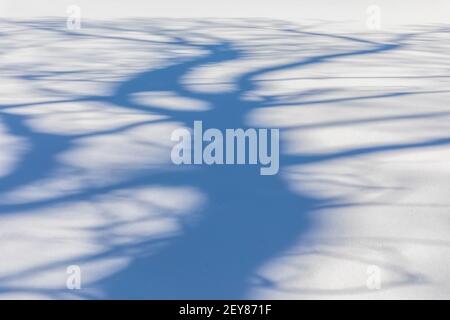 Alberi ombre in una giornata di sole in inverno nel Michigan centrale, Stati Uniti Foto Stock